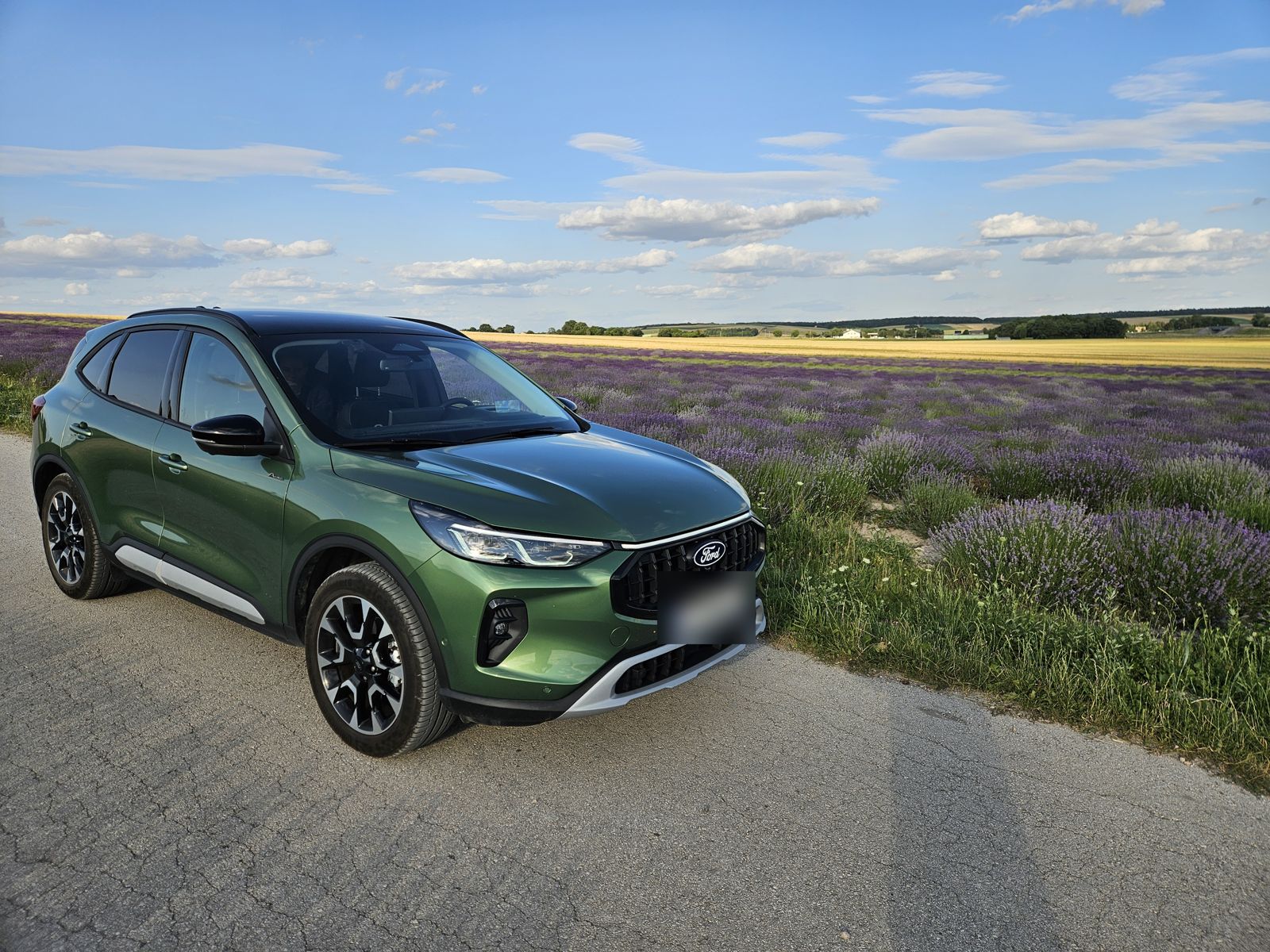Zielona Ford Kuga na drodze przy polu lawendy